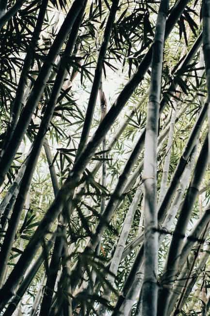 Bløde og åndbare bambusstrømper til din garderobe